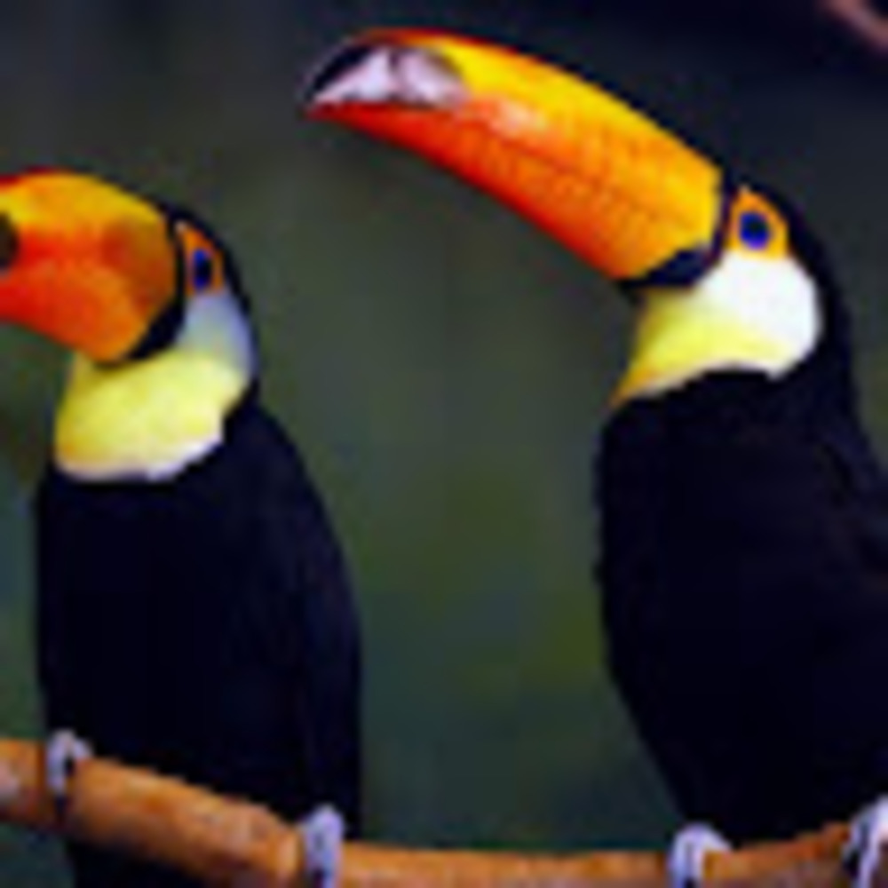 Meet your Posher, Cole